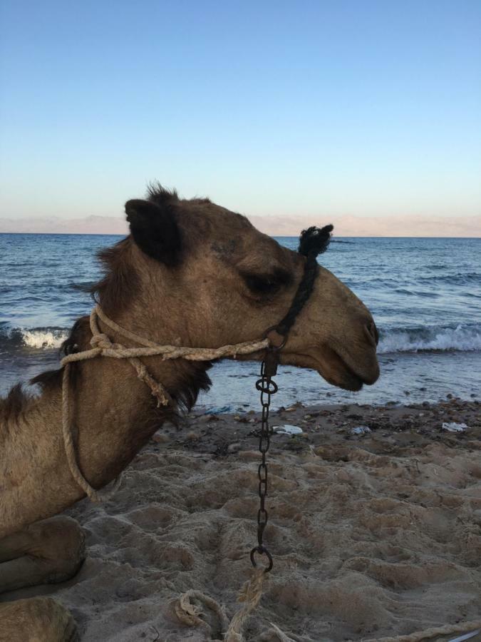 Sina Star Camp Hotell Nuweiba` Eksteriør bilde